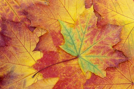 Maple Leaf Pattern by Jamie &amp; Judy Wild / Danita Delimont art print