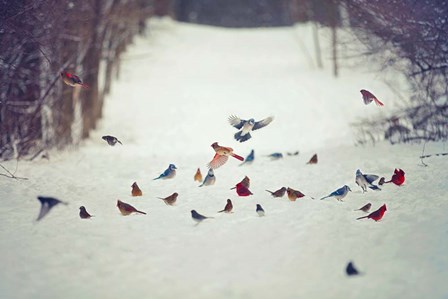 Feathered Friends Birds in Snow by Carrie Ann Grippo-Pike art print