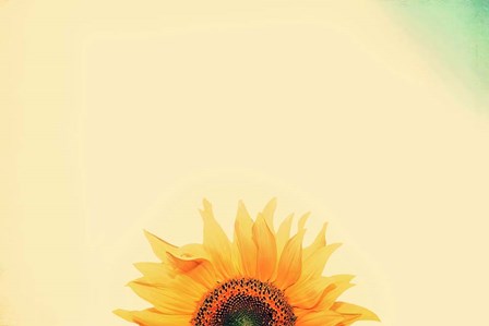 Sunflower Sunrise by Carrie Ann Grippo-Pike art print