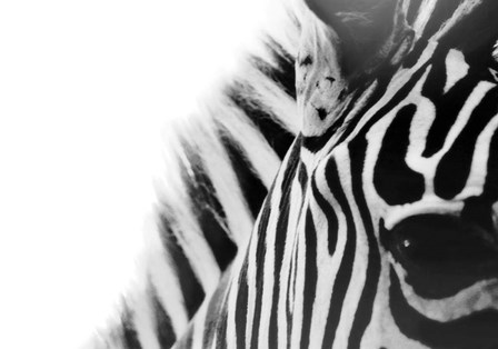 Zebra Eye by Carrie Ann Grippo-Pike art print