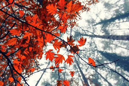 Red Autumn Leaves by Igor Vitomirov art print