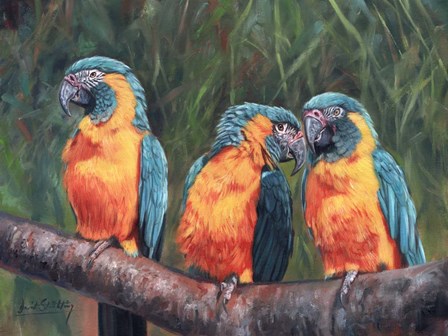 3 Macaws by David Stribbling art print