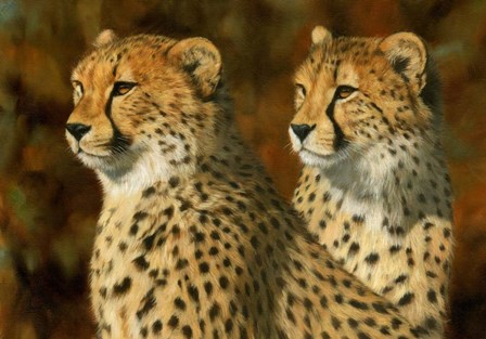 Cheetah Bros by David Stribbling art print