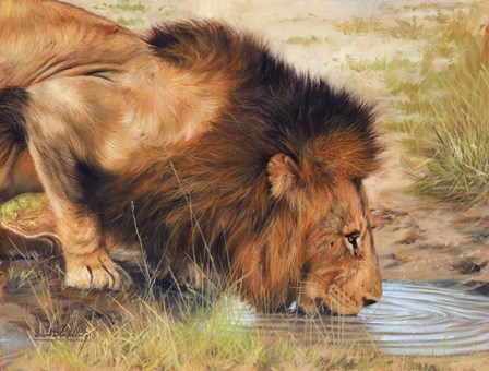 Lion Drinking by David Stribbling art print