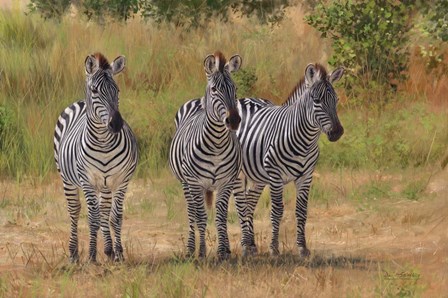 Three Zebras South Luangwa by David Stribbling art print