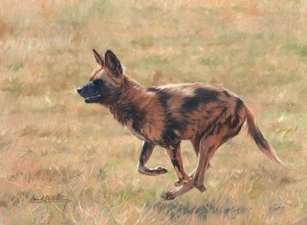 African Wild Dog Running by David Stribbling art print