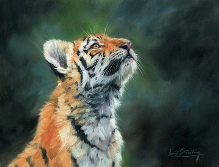 Tiger Cub Looking Up by David Stribbling art print