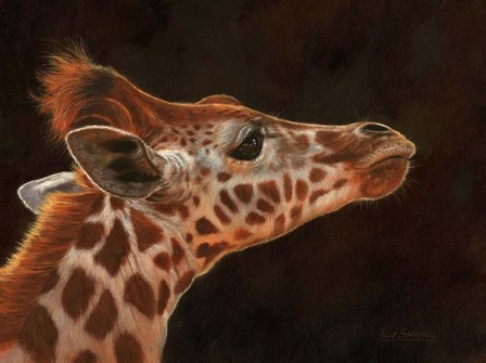 Giraffe Portrait by David Stribbling art print