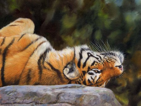 Tiger On Back by David Stribbling art print