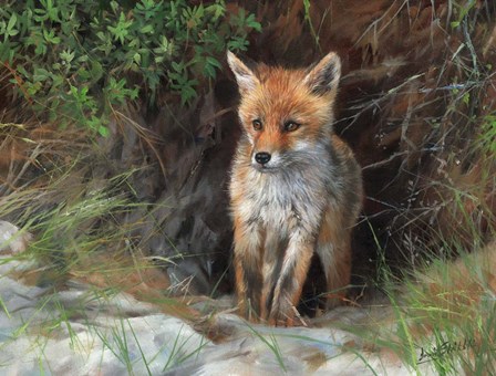Young Red Fox by David Stribbling art print