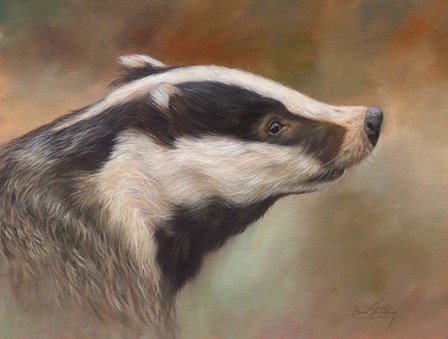 Badger Study by David Stribbling art print