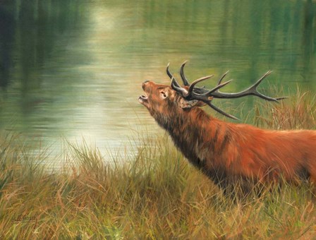 Stag Call by David Stribbling art print