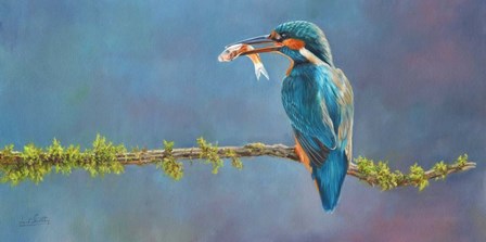 Kingfisher 3 by David Stribbling art print