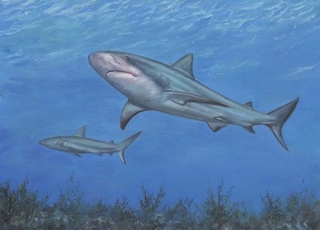 Reef Shark by David Stribbling art print