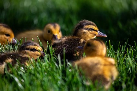Ducklings by Jeff Poe Photography art print