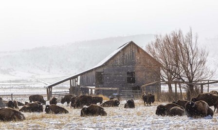 Colorado Barn by Jeff Poe Photography art print