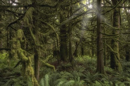 Forest in British Columbia, Canada by Jonathan Tucker/Stocktrek Images art print