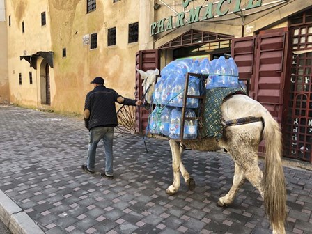 Mule Carrying Water, Through the Medina in Fes, Morocco, Africa by Ryan Rossotto/Stocktrek Images art print