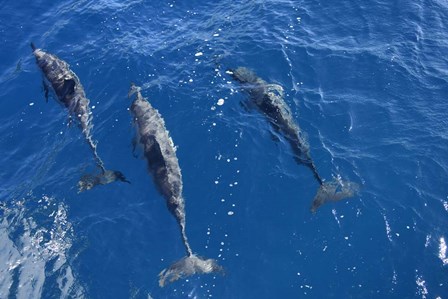Group Of Spinner Dolphins by Ryan Rossotto/Stocktrek Images art print
