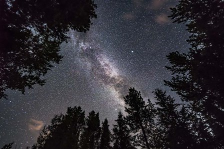 The Summer Milky Way Looking Up Through Trees in Banff National Park by Alan Dyer/Stocktrek Images art print