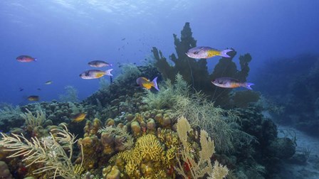 A Small Group Of Creole Wrasse Pass Over a Reef by Brent Barnes/Stocktrek Images art print