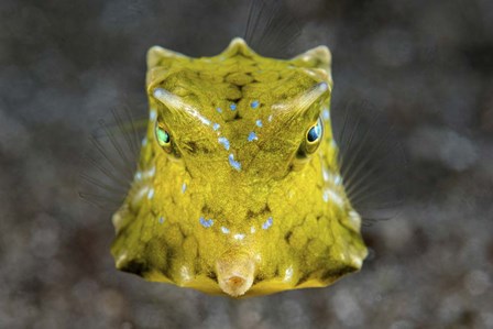A Boxfish Portrait by Brook Peterson/Stocktrek Images art print