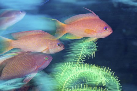 A School Of Anthias Darts Around a Coral Reef by Brook Peterson/Stocktrek Images art print
