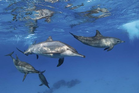 A Pod Of Spinner Dolphins Plays Near the Surface Of Red Sea by Brook Peterson/Stocktrek Images art print