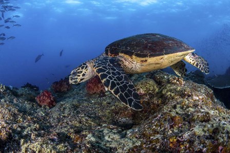 A Hawksbill Turtle Glides Over a Reef in Search Of a Meal by Brook Peterson/Stocktrek Images art print