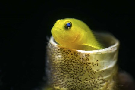 Lemon Goby With Its Eggs On the Side Of a Tube Worm Hole by Brook Peterson/Stocktrek Images art print