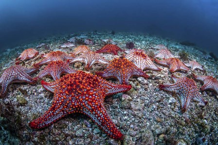 Panamic Cushion Stars Gather On the Sea Floor by Brook Peterson/Stocktrek Images art print
