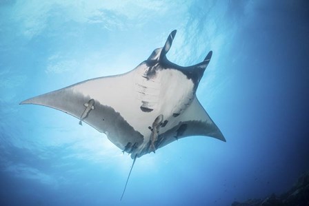 A Giant Manta Ray Soars By Under the Sun by Brook Peterson/Stocktrek Images art print