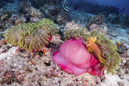 Two Anemone Fish Make Their Home in a Pink Anemone by Brook Peterson/Stocktrek Images art print