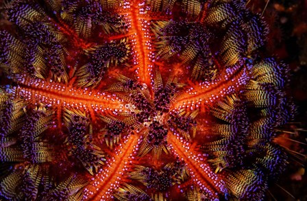 Stunning Colors Of a Fire Urchin, Indonesia by Beth Watson/Stocktrek Images art print