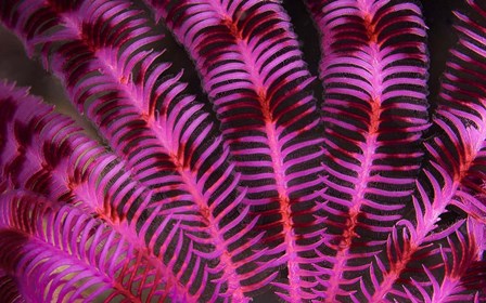 Pink and Red Crinoid by Beth Watson/Stocktrek Images art print