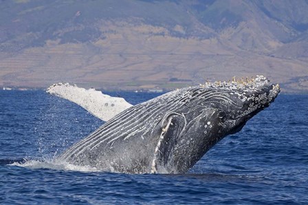 Breaching Humpback Whale, Off the Coast Of Hawaii by David Fleetham/Stocktrek Images art print