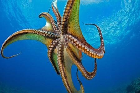 Day Octopus by David Fleetham/Stocktrek Images art print