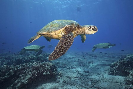 Green Sea Turtles Off Maui, Hawaii by David Fleetham/Stocktrek Images art print