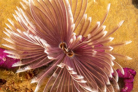 The Indian Feather Duster Worm by David Fleetham/Stocktrek Images art print