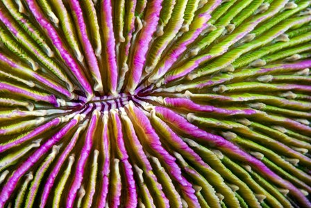 Mouth Detail Of a Colorful Mushroom Coral by David Fleetham/Stocktrek Images art print