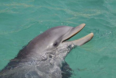 Atlantic Bottlenose Dolphin by David Fleetham/Stocktrek Images art print