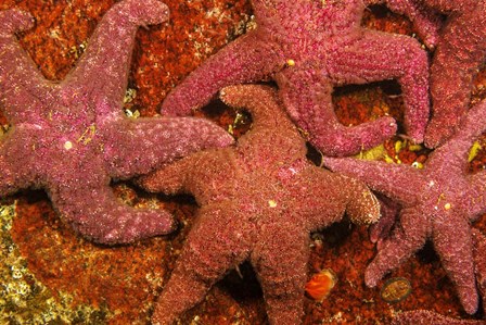 A Group Of Ochre Sea Stars by David Fleetham/Stocktrek Images art print