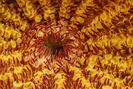 A Close-Up Look At the Underside Of the Crown-Of-Thorns Starfish by David Fleetham/Stocktrek Images art print