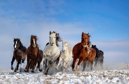 Mongolia Horses by Libby Zhang art print