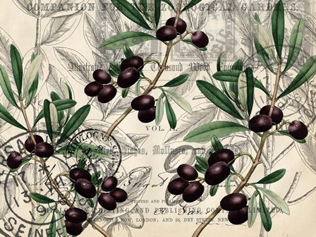 Olive Branch 1 by Kimberly Allen art print