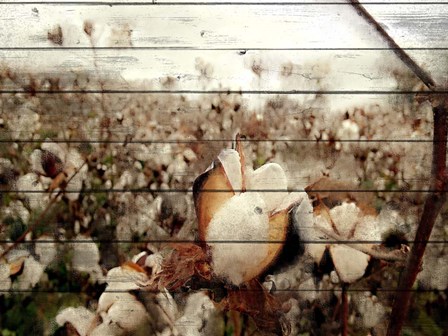 Cotton Field 1 by Kimberly Allen art print
