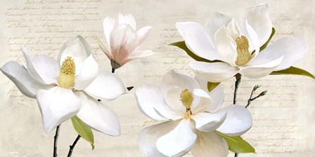 Ivory Magnolia by Luca Villa art print
