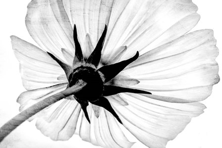 Anemone by Ann Bailey art print