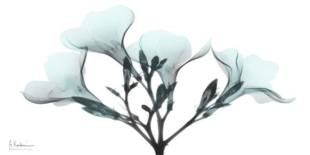 Oleander Mist 1 by Albert Koetsier art print