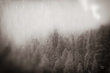 Northern Forests BW by Nathan Larson art print